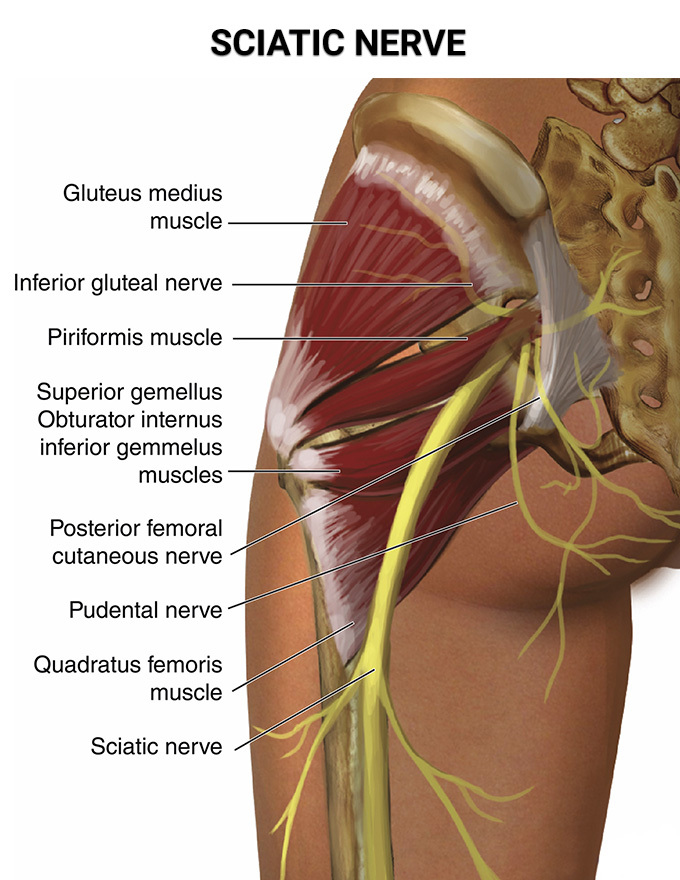 sciatic nerve